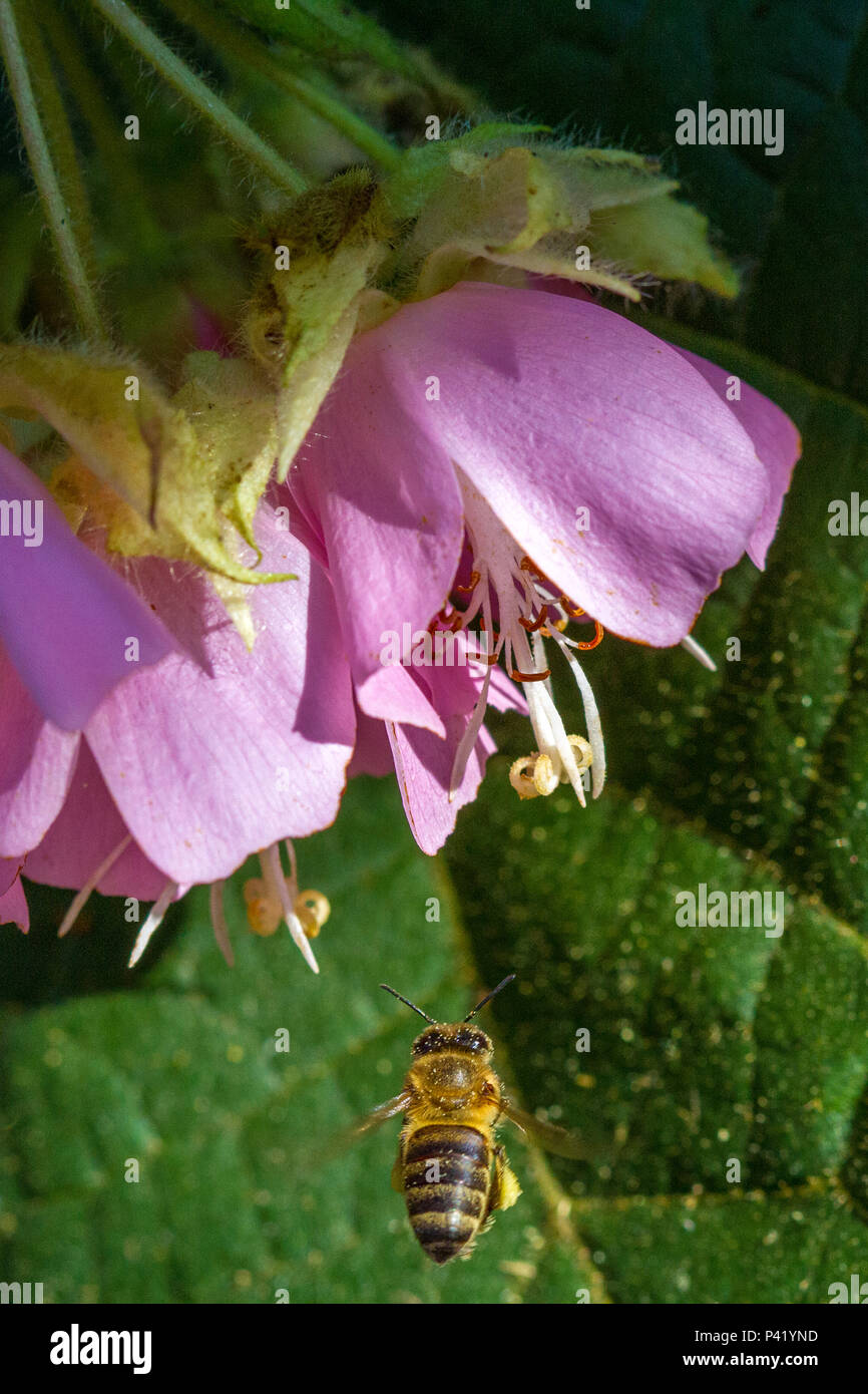 Embú das Artes - SP abelhas Apis Mellifera Insetos Flor Flora Natureza