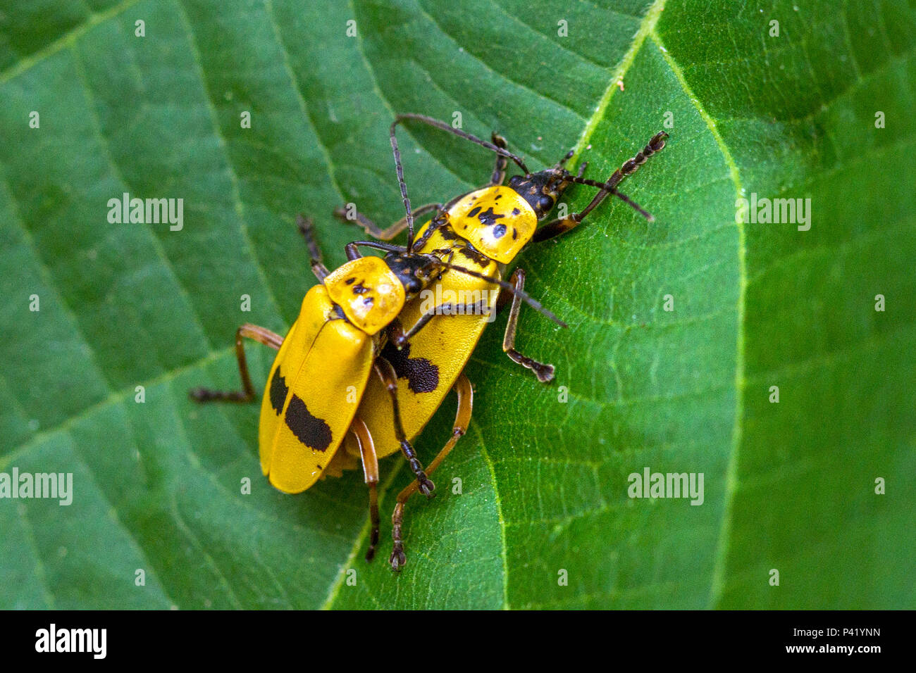 Besouros hi-res stock photography and images - Alamy, image size:1300x956