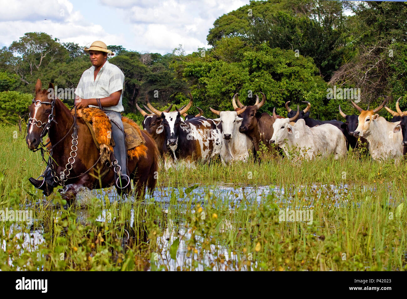 Peão boiadeiro conduzindo gado nelore em fazenda - Pantanal Sul, Pulsar  Imagens