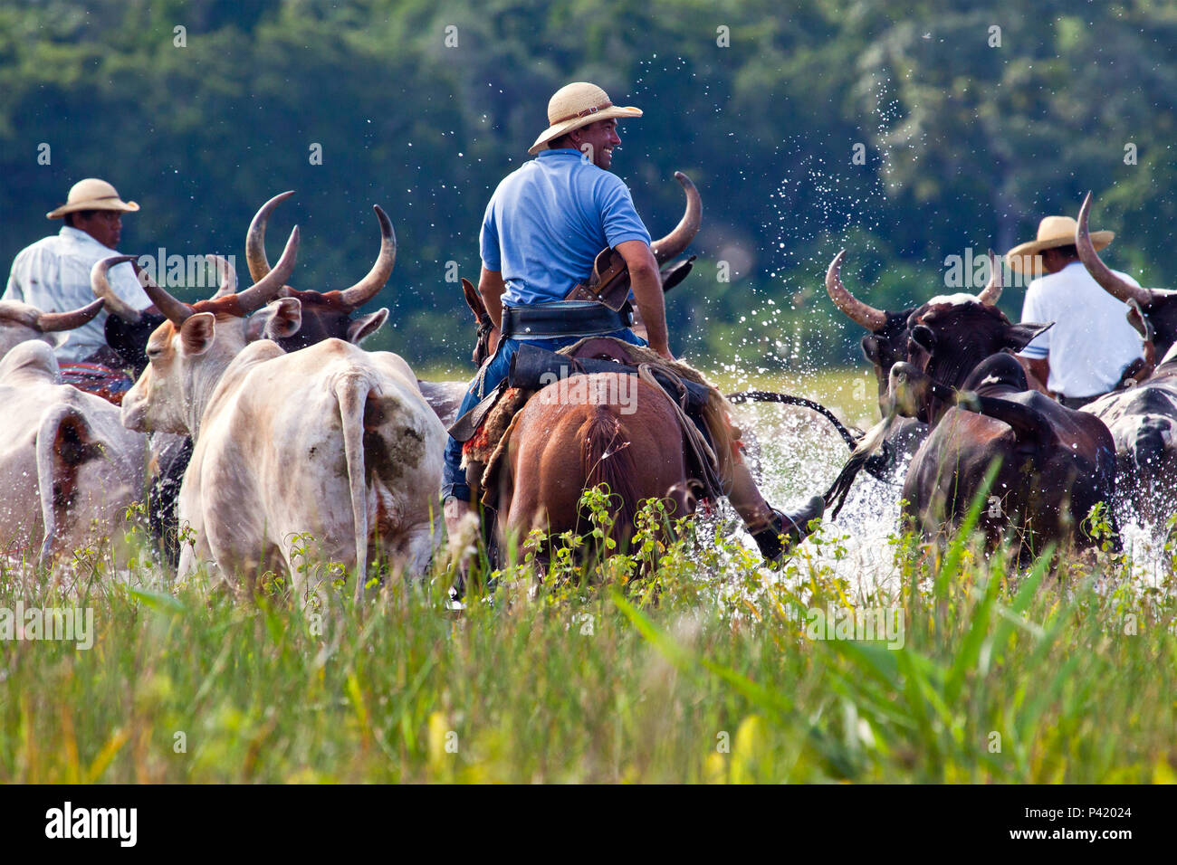 Peão boiadeiro tangendo gado nelore em fazenda - Pantanal Sul, Pulsar  Imagens