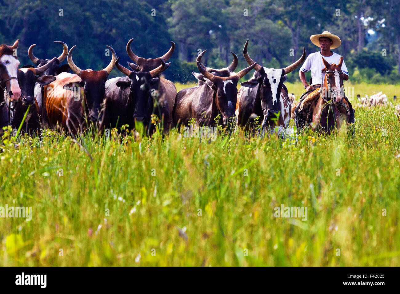 Corumbá MS cavalos cavalos pantaneiro fazenda fazenda no Pantanal Criação  de cavalos Pantaneiro Corumbá Mato Grosso do Sul Brasil Centro oeste Stock  Photo - Alamy