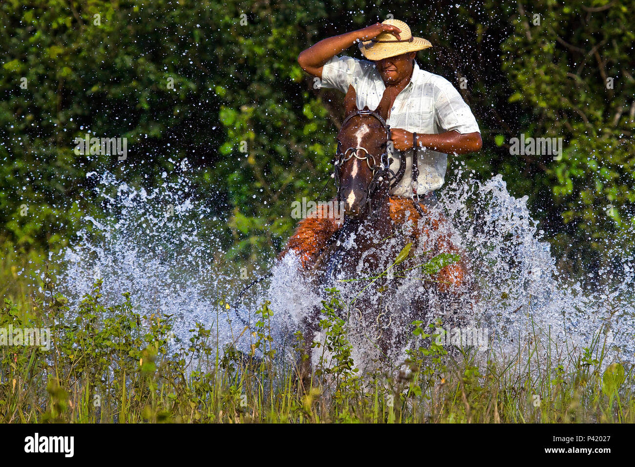 Fazenda Pouso Alto - Corumbá MS Gado Boiada Peão pantaneiro Fazenda  Pantanal Fazenda Pouso Alto Corumbá Mato Grosso do Sul Centro Oeste Brasil  Stock Photo - Alamy