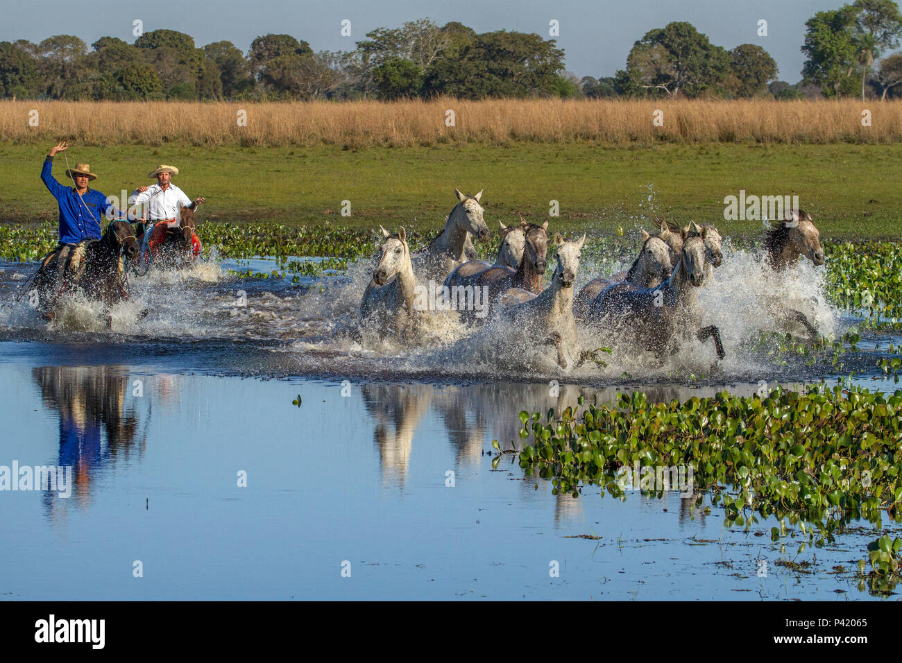 I LOVE MS OFICIAL - Movimento de amor por Mato Grosso do Sul: Cavalo  Pantaneiro - Raça se adaptou ao Pantanal