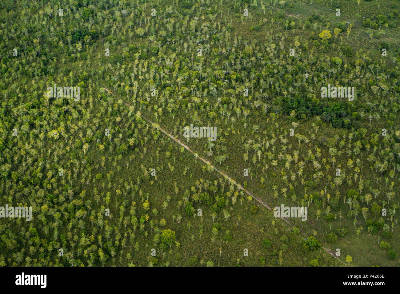 Alagado no pantanal hi-res stock photography and images - Alamy