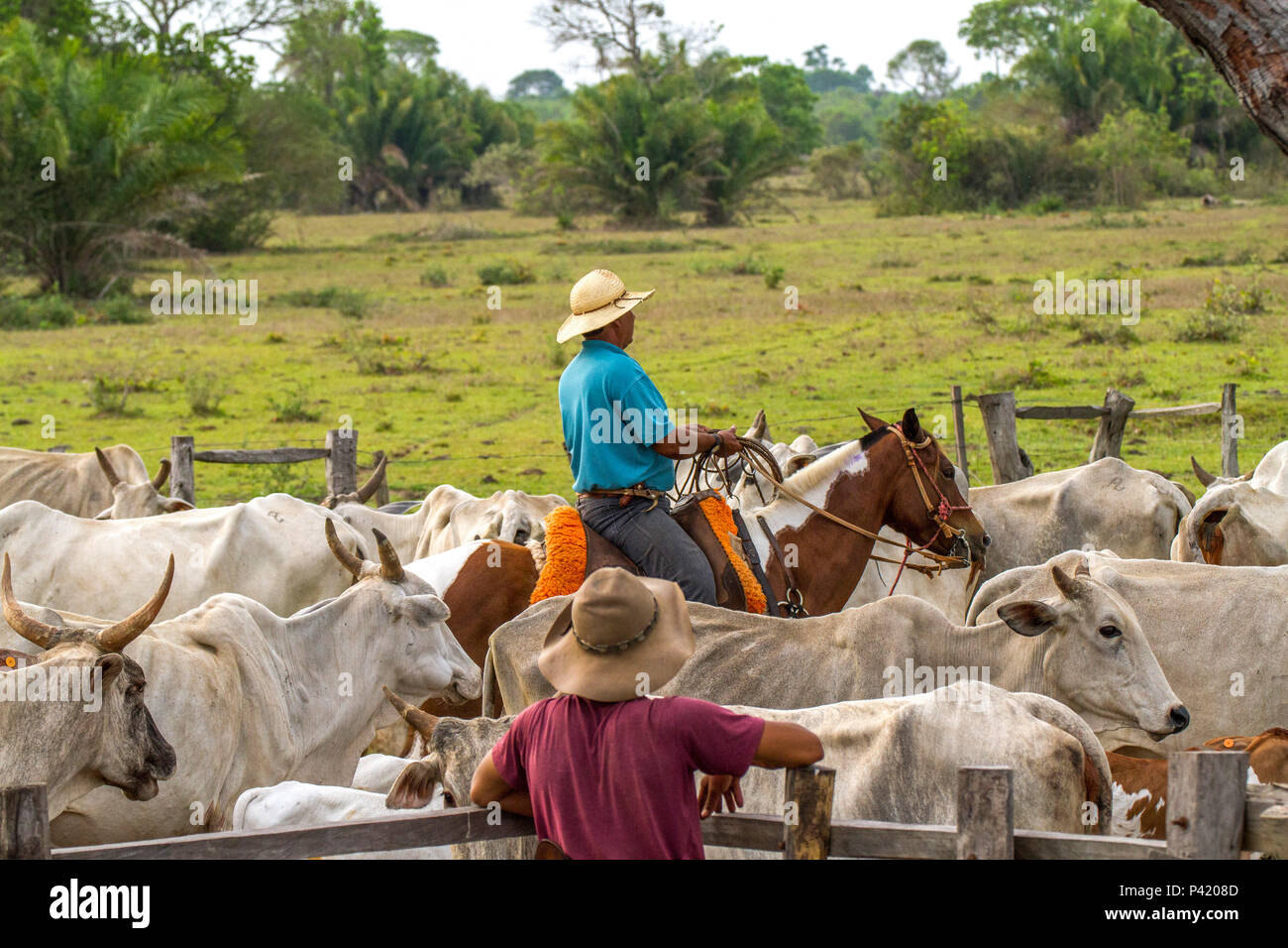 Peão boiadeiro tangendo boiada em direção a açude em fazenda do Pantanal  Sul, Pulsar Imagens