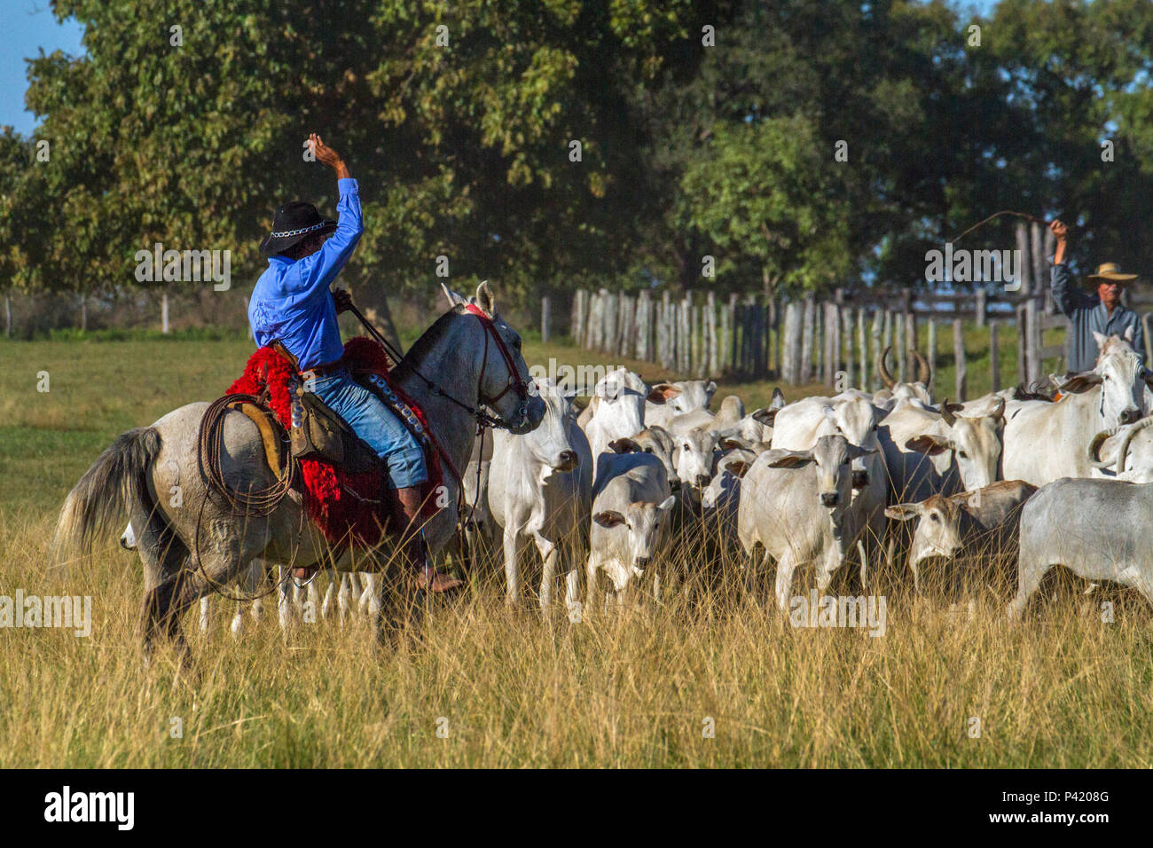 Fazenda Pouso Alto - Corumbá MS Gado Boiada Peão pantaneiro Fazenda  Pantanal Fazenda Pouso Alto Corumbá Mato Grosso do Sul Centro Oeste Brasil  Stock Photo - Alamy