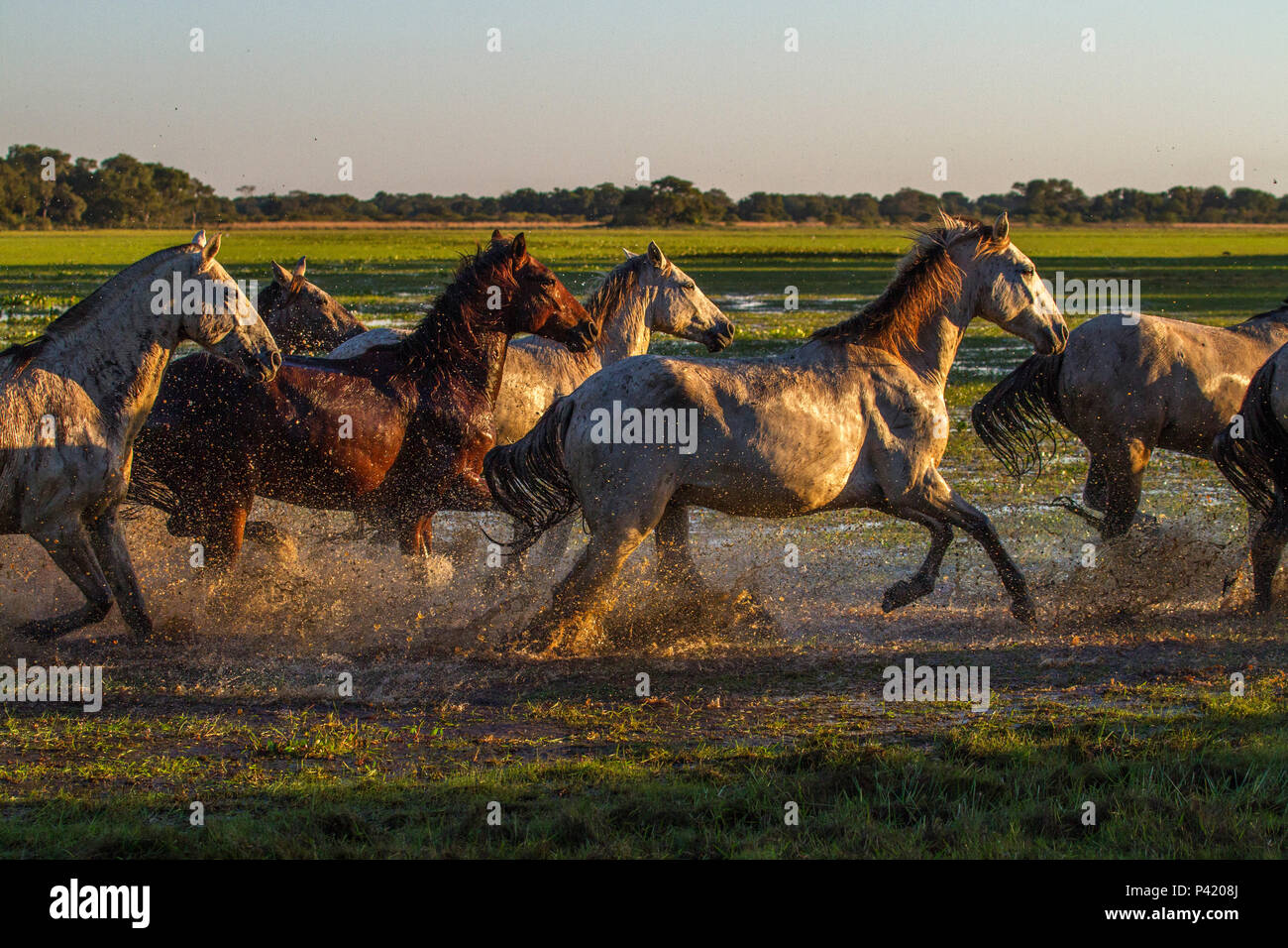 cavalo pulando no Pantanal de mato grosso 🤠 