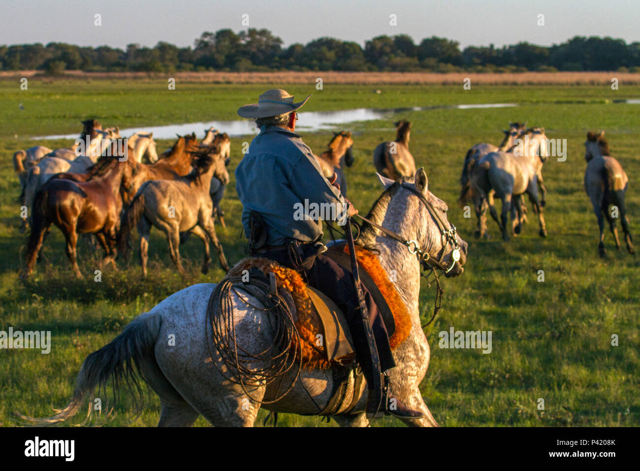 I LOVE MS OFICIAL - Movimento de amor por Mato Grosso do Sul: Cavalo  Pantaneiro - Raça se adaptou ao Pantanal