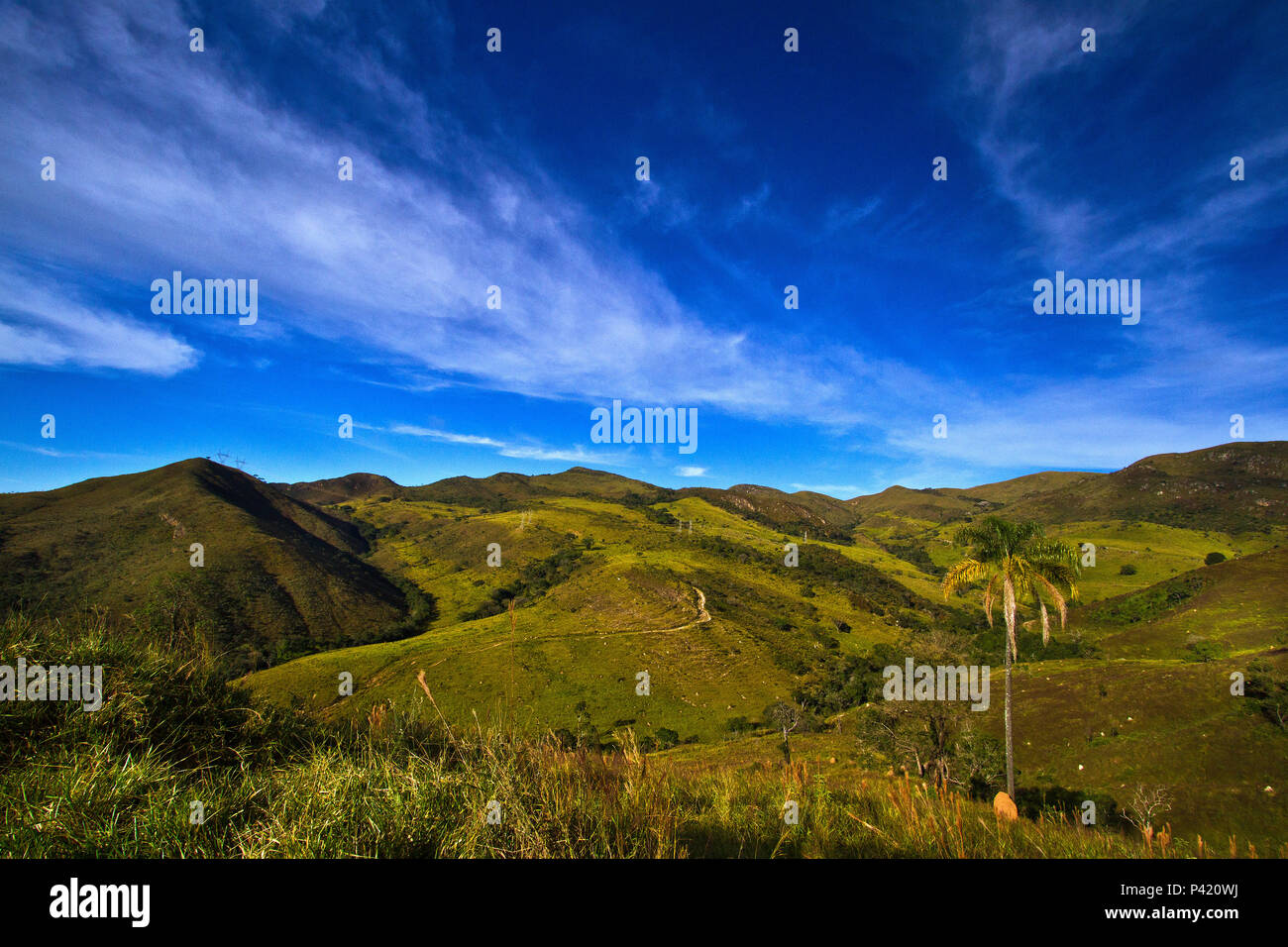 Foto de Vegetação De Altitude Elevada e mais fotos de stock de América  Latina - América Latina, América do Sul, Cayambe - Vulcão - iStock