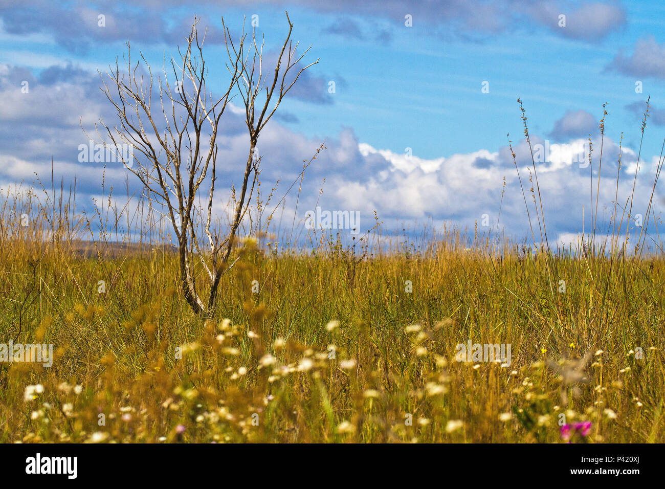 Foto de Vegetação De Altitude Elevada e mais fotos de stock de América  Latina - América Latina, América do Sul, Cayambe - Vulcão - iStock