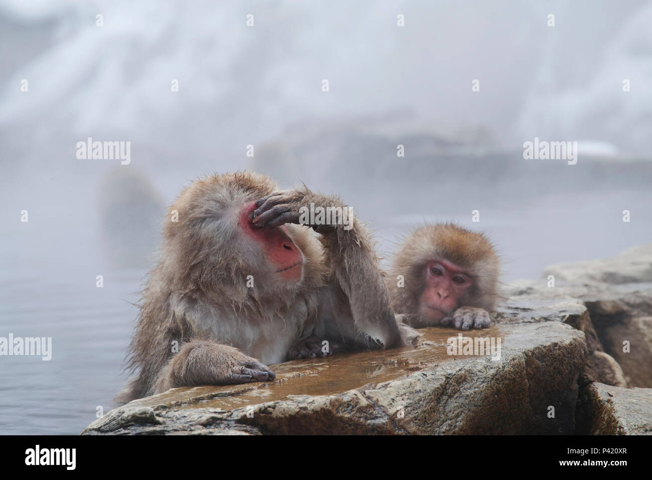 Japanese Macaque (Macaca fuscata) parent in hot spring with juvenile, Jigokudani, Nagano, Japan Stock Photo