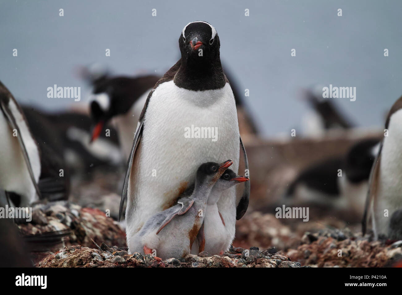 Gentoo Penguin (Pygoscelis papua) parent at nest with chicks, Antarctic Peninsula, Antarctica Stock Photo