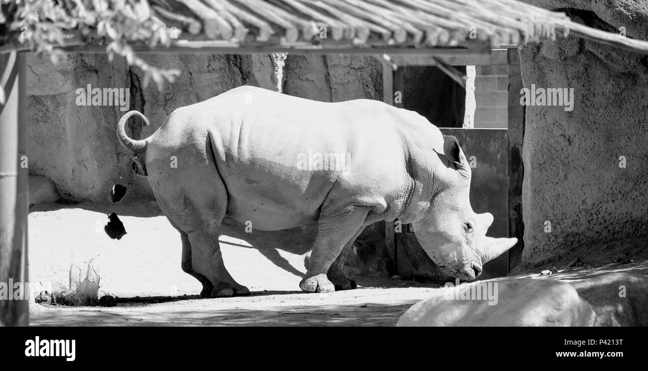 Rhino Time Stock Photo