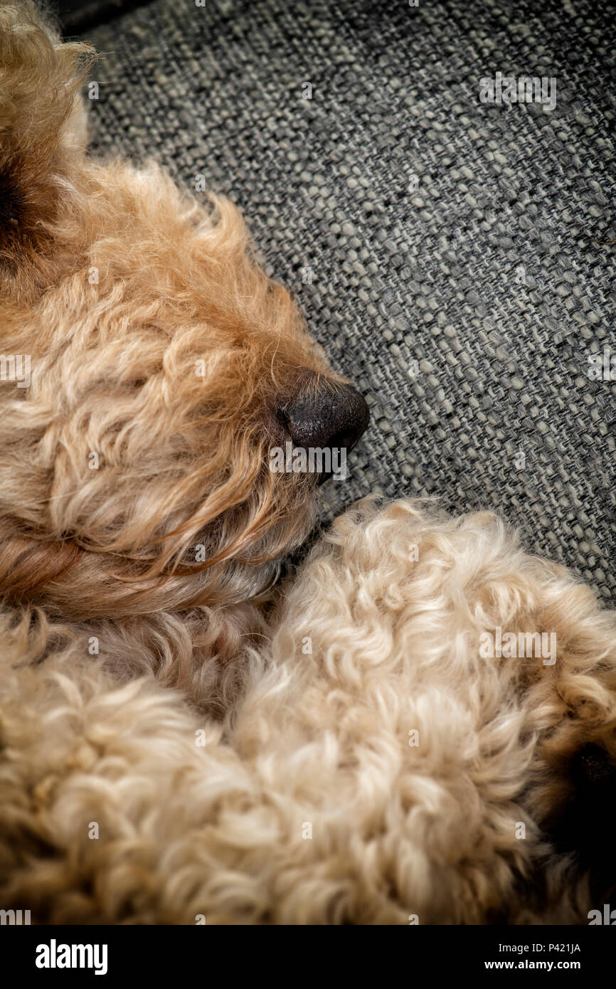 Close up of the nose and mouth of a beige coloured Labradoodle dog as it sleeps Stock Photo