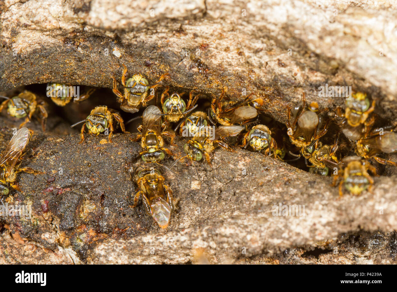 Abelha Borá (Tetragona clavipes)  na entrada da colmeia. Stock Photo