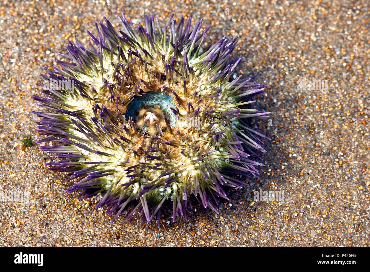 Ouriço do mar; Camamu, Bahia,Nordeste,Brasil Stock Photo - Alamy
