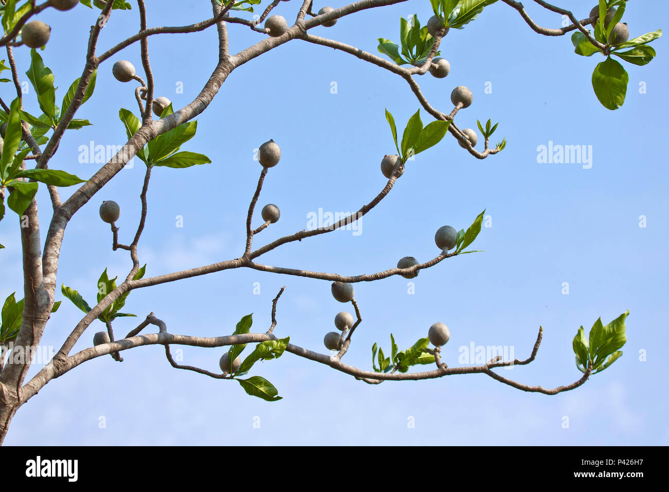 Genipapo; Genipa americana; fruto do jenipapeiro,Pantanal; Aquidauana; Mato Grosso do Sul; Brasil Stock Photo