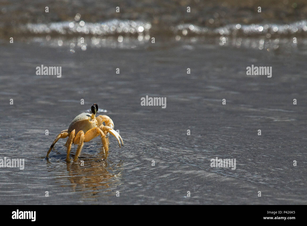 La espia hi-res stock photography and images - Alamy