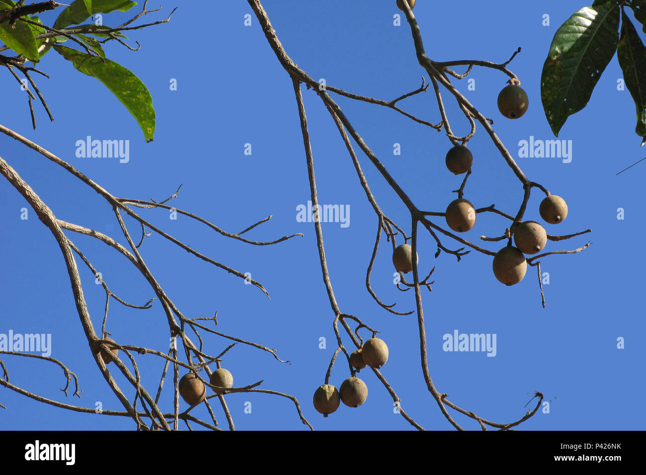 Genipapo; Genipa americana; fruto do jenipapeiro; Barreirinhas, Maranhão, Nordeste,Brasil Stock Photo