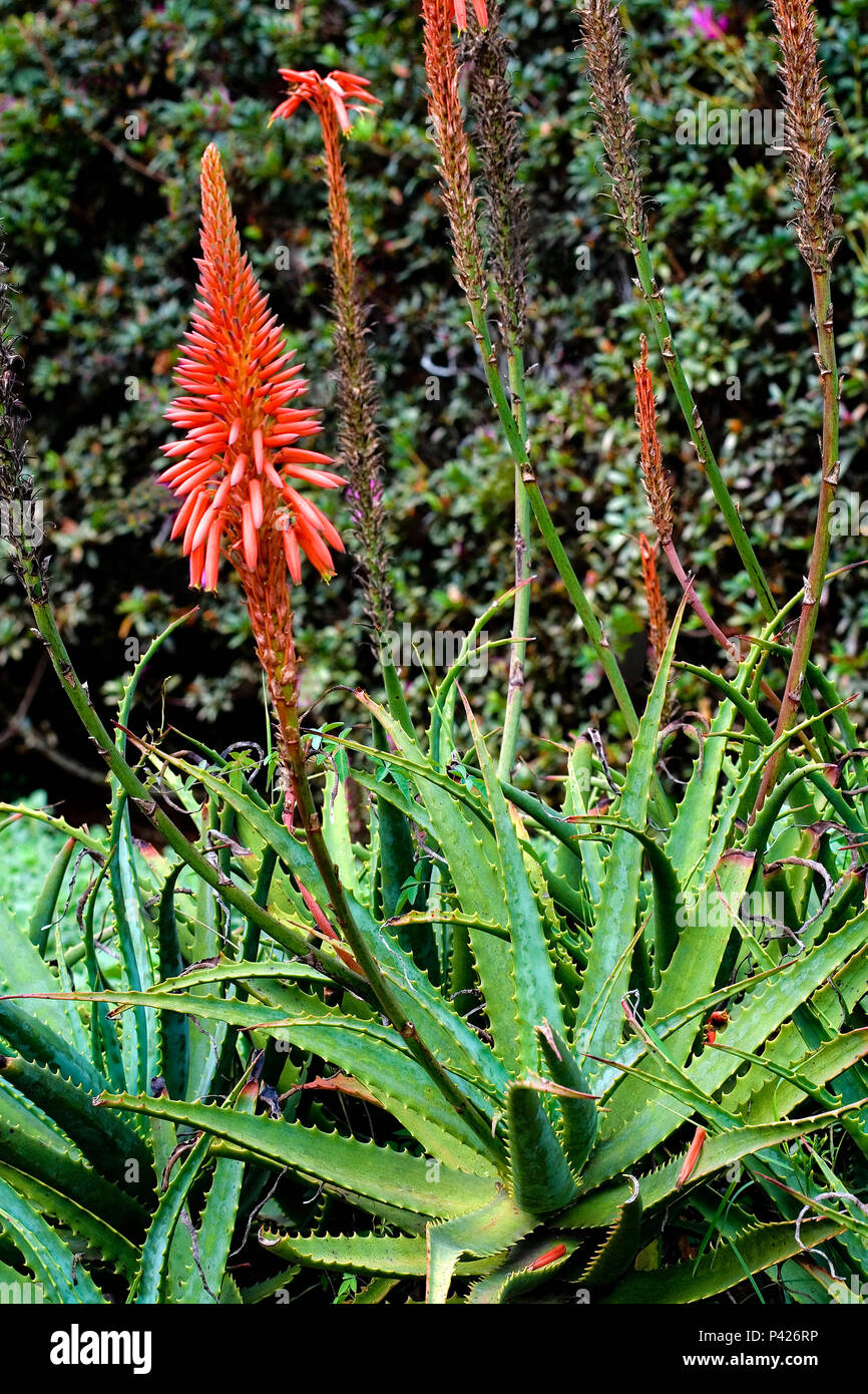 Babosa; Aloe Barbadensis,Aloe vera;São Paulo; Estado de São Paulo, Brasil Stock Photo