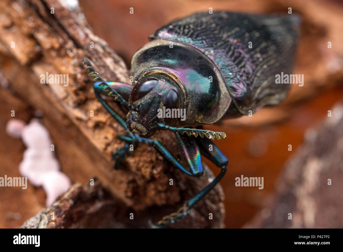 Besouro Metalico, Euchroma gigantea, Inseto, ainda chamado de mãe-do-sol, olho-de-sol ou vaca-loira, Jalapão, Tocantins, Norte do Brasil. Stock Photo