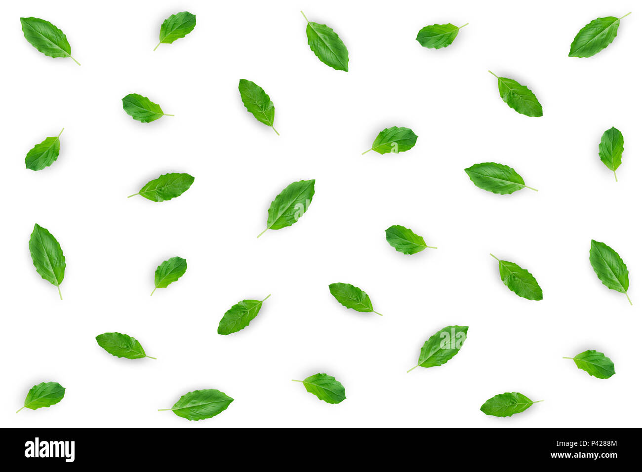 Wallpaper and background of raw material with basil leaves, Fresh ingredient and material with green basil leaves on the white background. Stock Photo