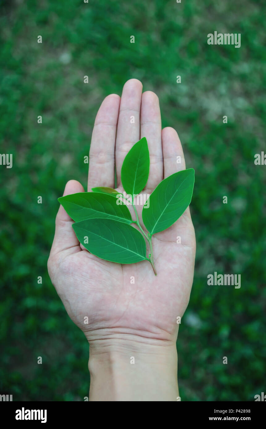 A hand holding green leaf with grass background, Green leaves on the hand and Growing concept. Stock Photo