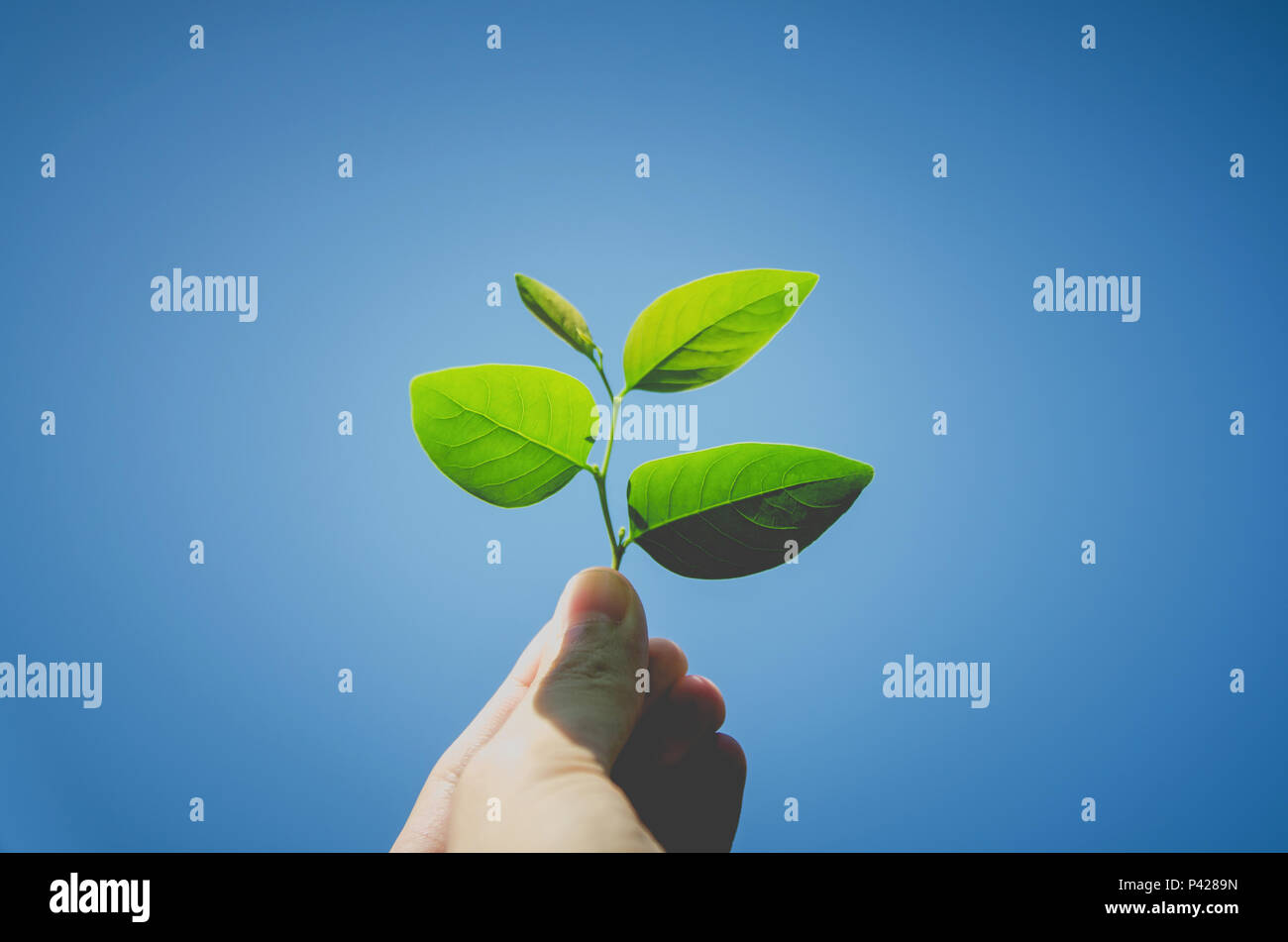 A hand holding green leaf with blue sky background, Green leaves on the hand and Growing concept. Stock Photo