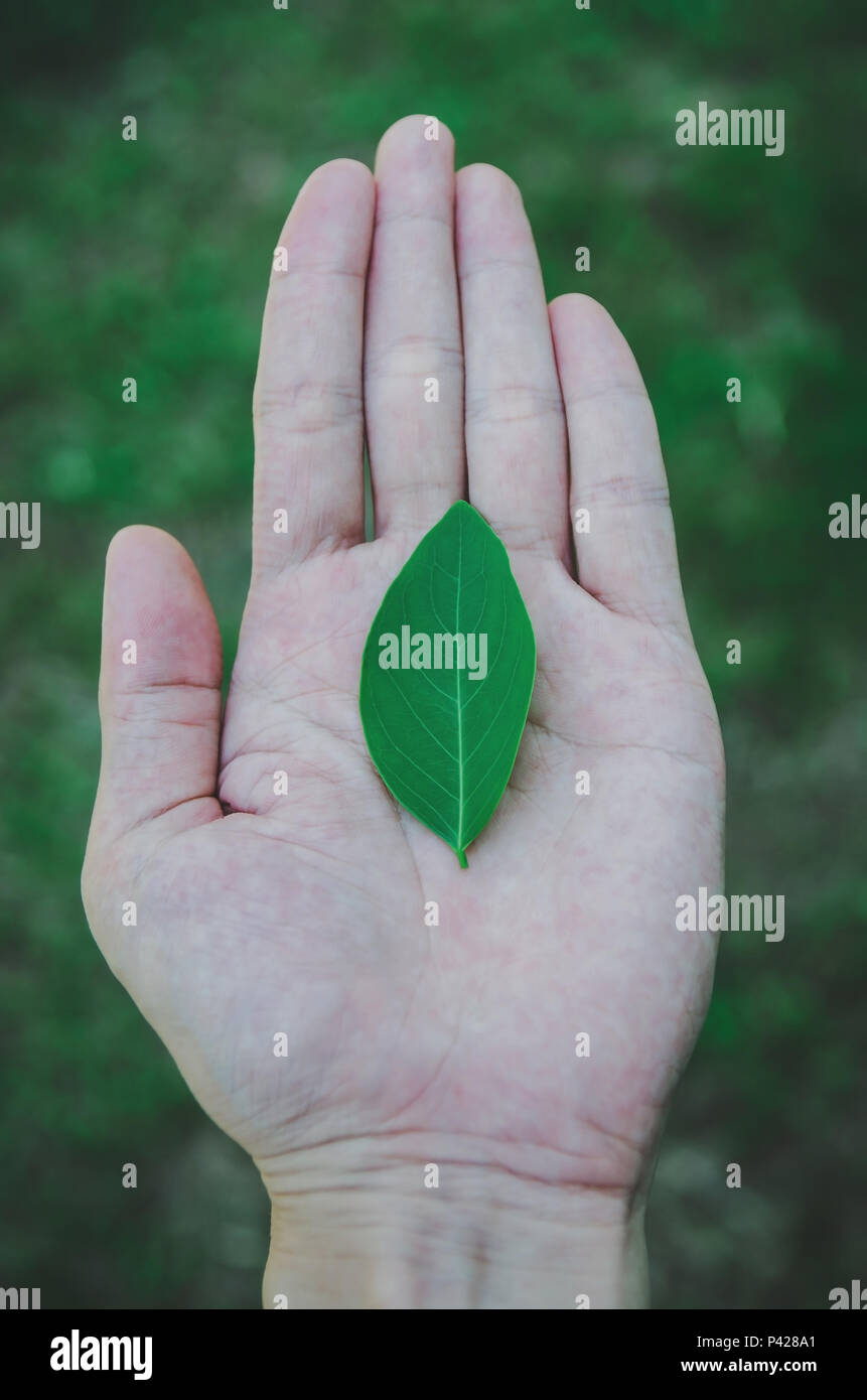 A hand holding green leaf with grass background, Green leaves on the hand and Growing concept. Stock Photo