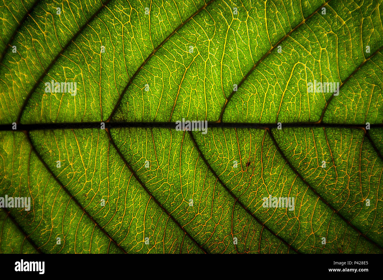 Background and wallpaper of green leaves texture and structure of leaf fiber, Macro and detail of green leaf. Stock Photo