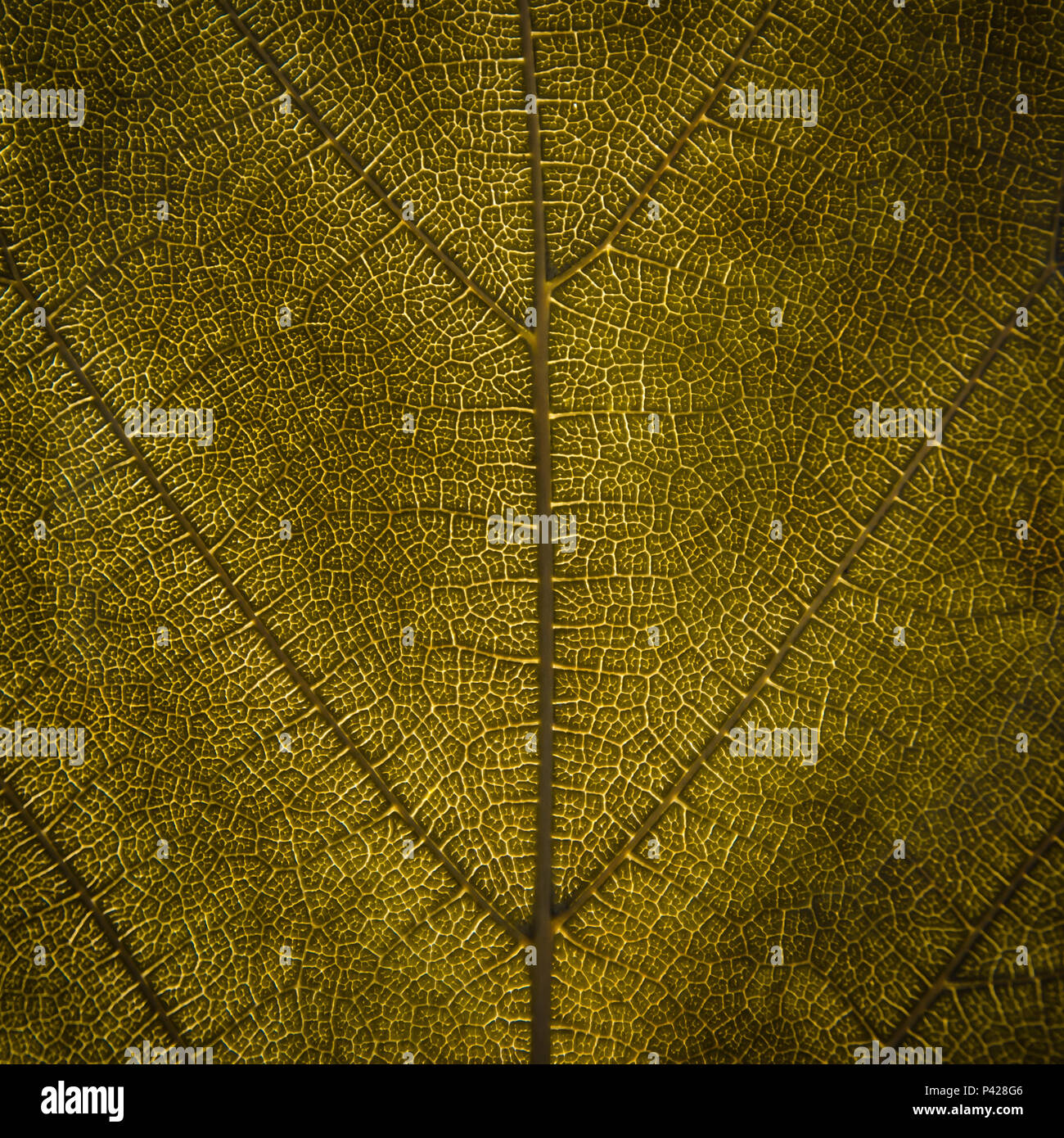 Dried leaves texture Stock Photo - Alamy