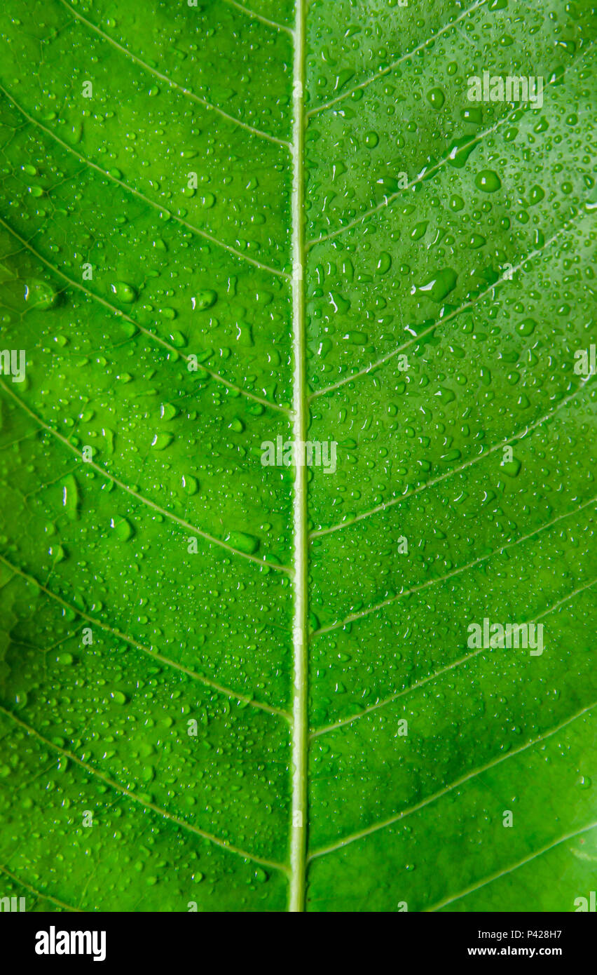 Background and wallpaper of green leaves texture and drop of water on the leaf, Macro and detail of green leaf with water droplet. Stock Photo