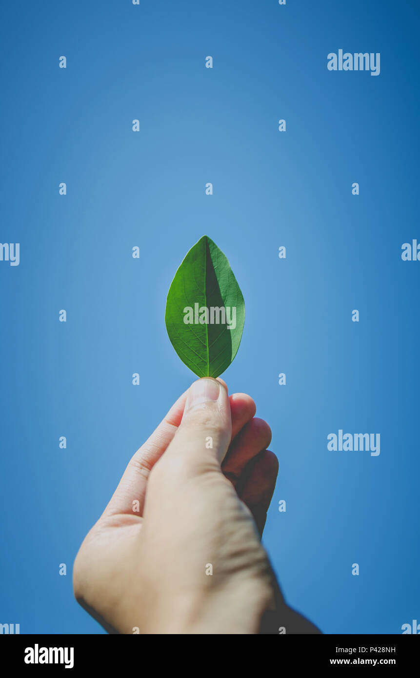 A hand holding green leaf with blue sky background, Green leaves on the hand and Growing concept. Stock Photo