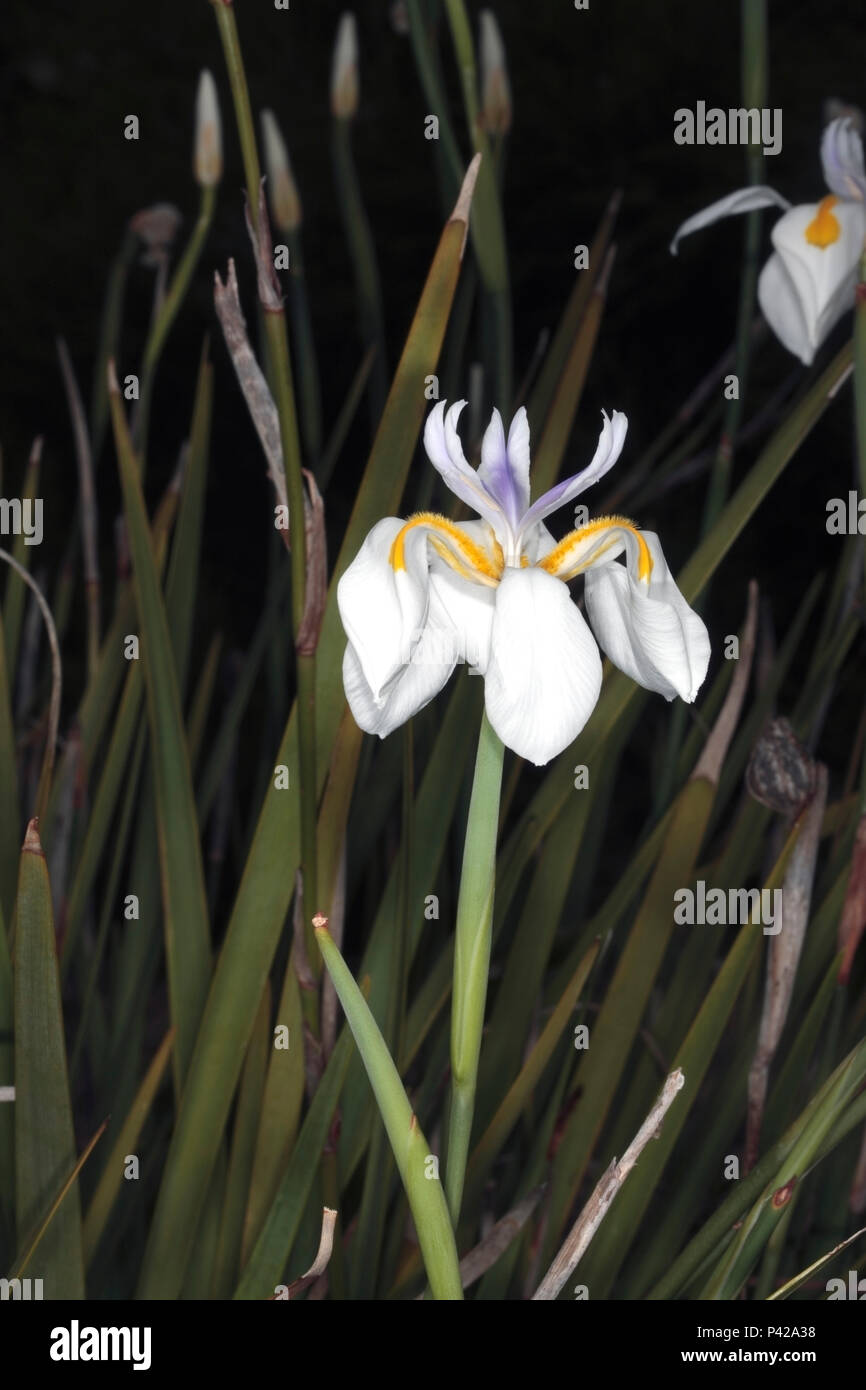 Large Wild Iris / Fortnight Lily / Grootewild / Fairy Iris / Dietes grandiflora - Family Iridaceae Stock Photo