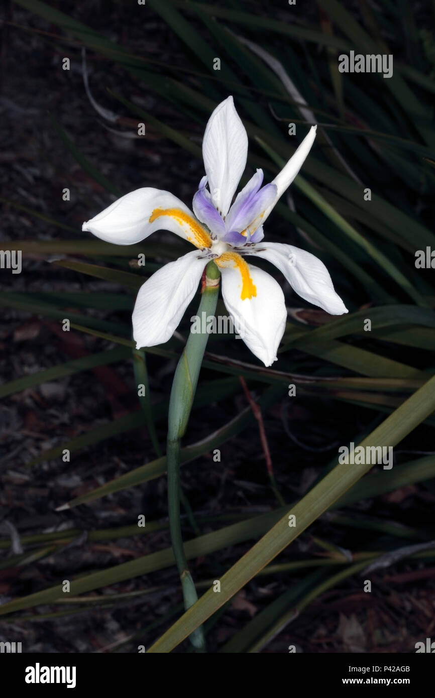 Large Wild Iris / Fortnight Lily / Grootewild / Fairy Iris / Dietes grandiflora - Family Iridaceae Stock Photo