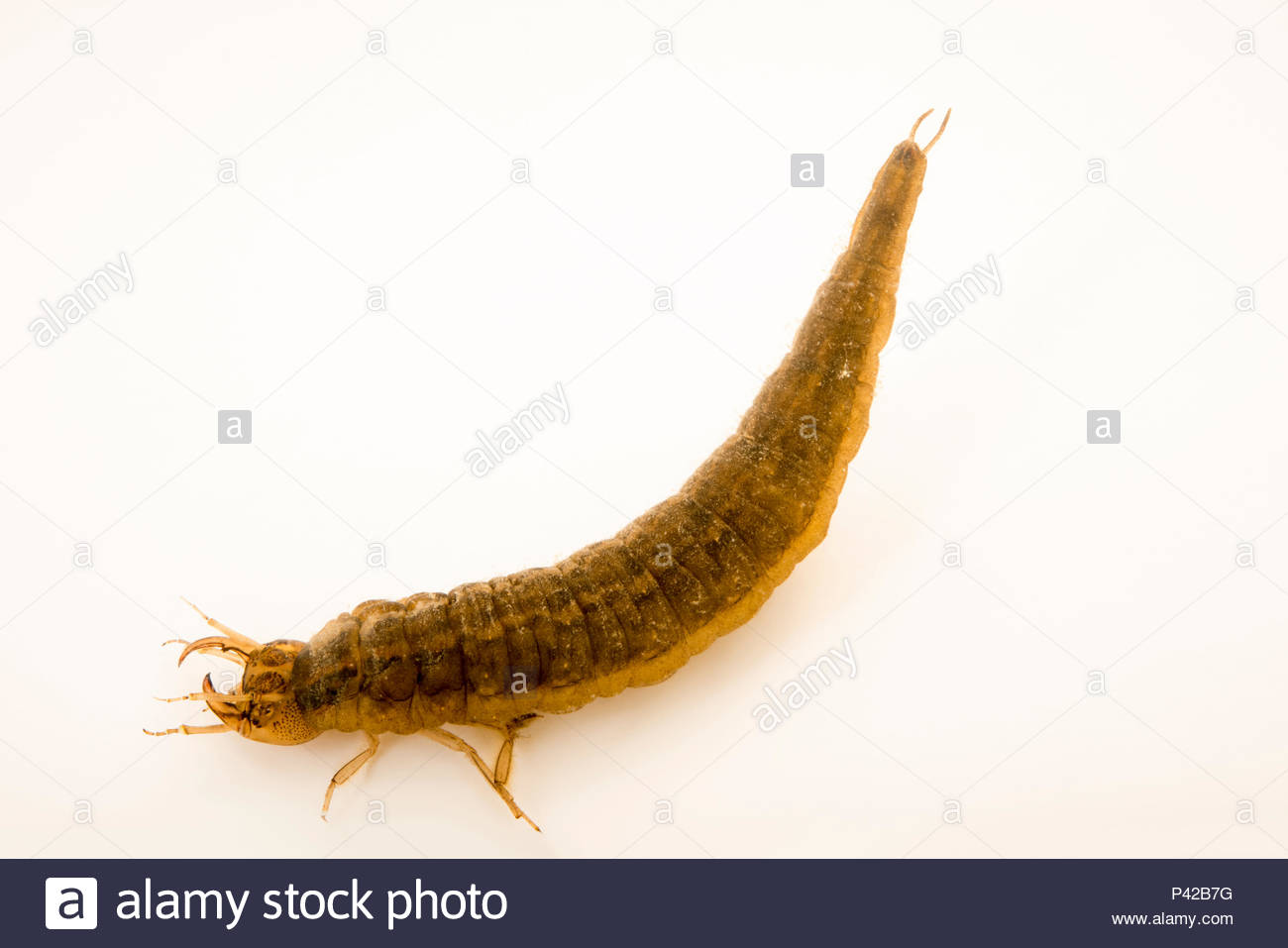 Aquatic Larvae Stock Photos & Aquatic Larvae Stock Images Alamy