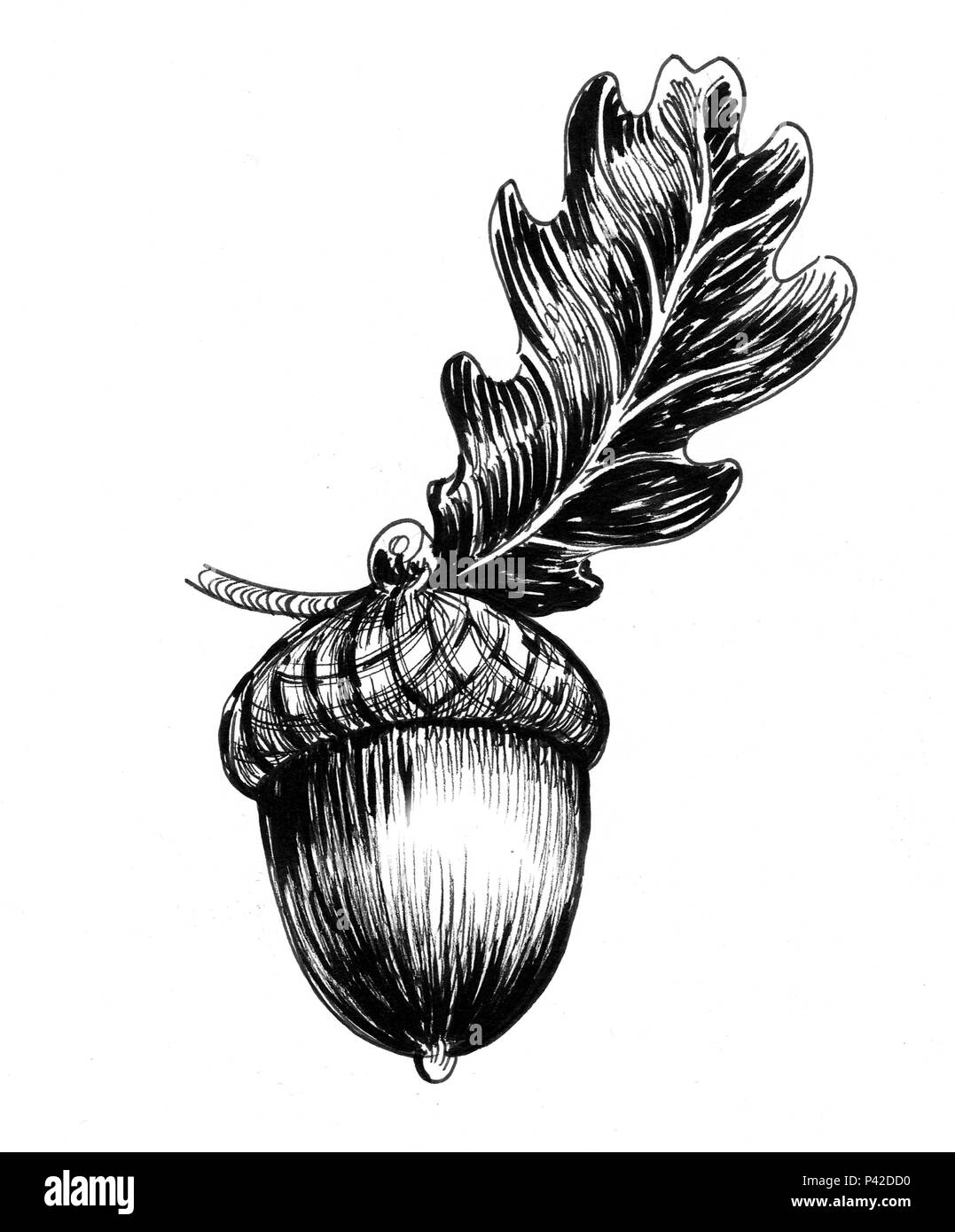 Acorn on an oak tree. Ink black and white illustration Stock Photo - Alamy