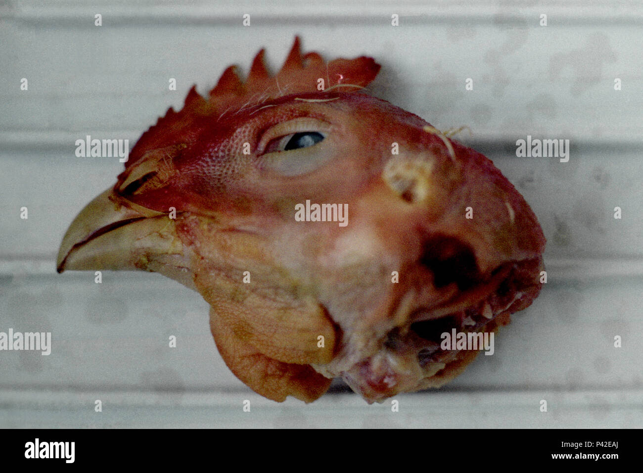 CabeÃ§a de galinha morta em travessa Stock Photo - Alamy