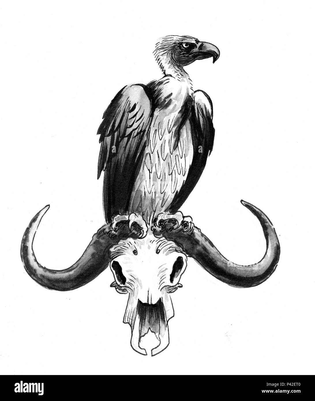 Vulture skull Black and White Stock Photos \u0026 Images - Alamy, image size:1092x1390