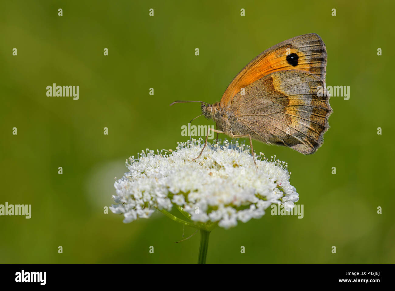 Small Heath butterfly - Coenonympha pamphilus, beautiful brown and orange butterfly from Europe and North Africa. Stock Photo