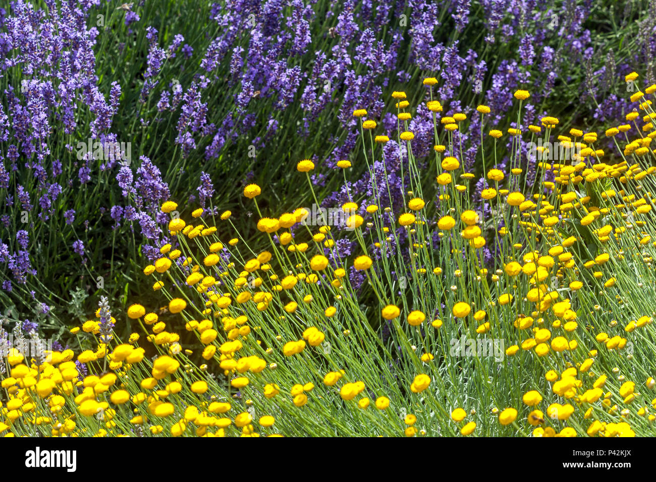 Cotton Lavender border yellow Santolina, mixed with blue lavender Stock Photo