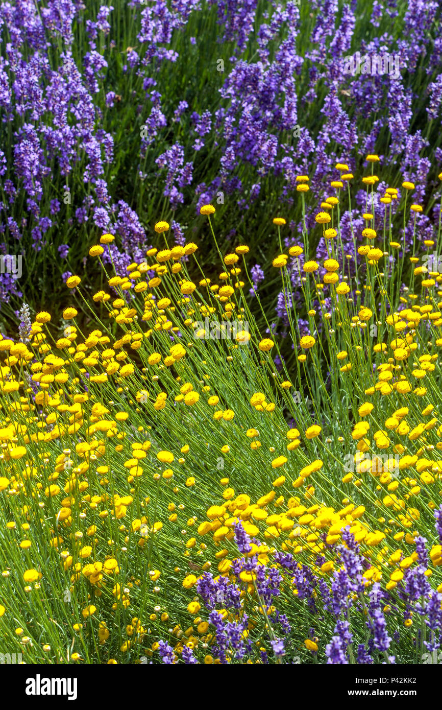 Lavender border, mixed with santolina Stock Photo