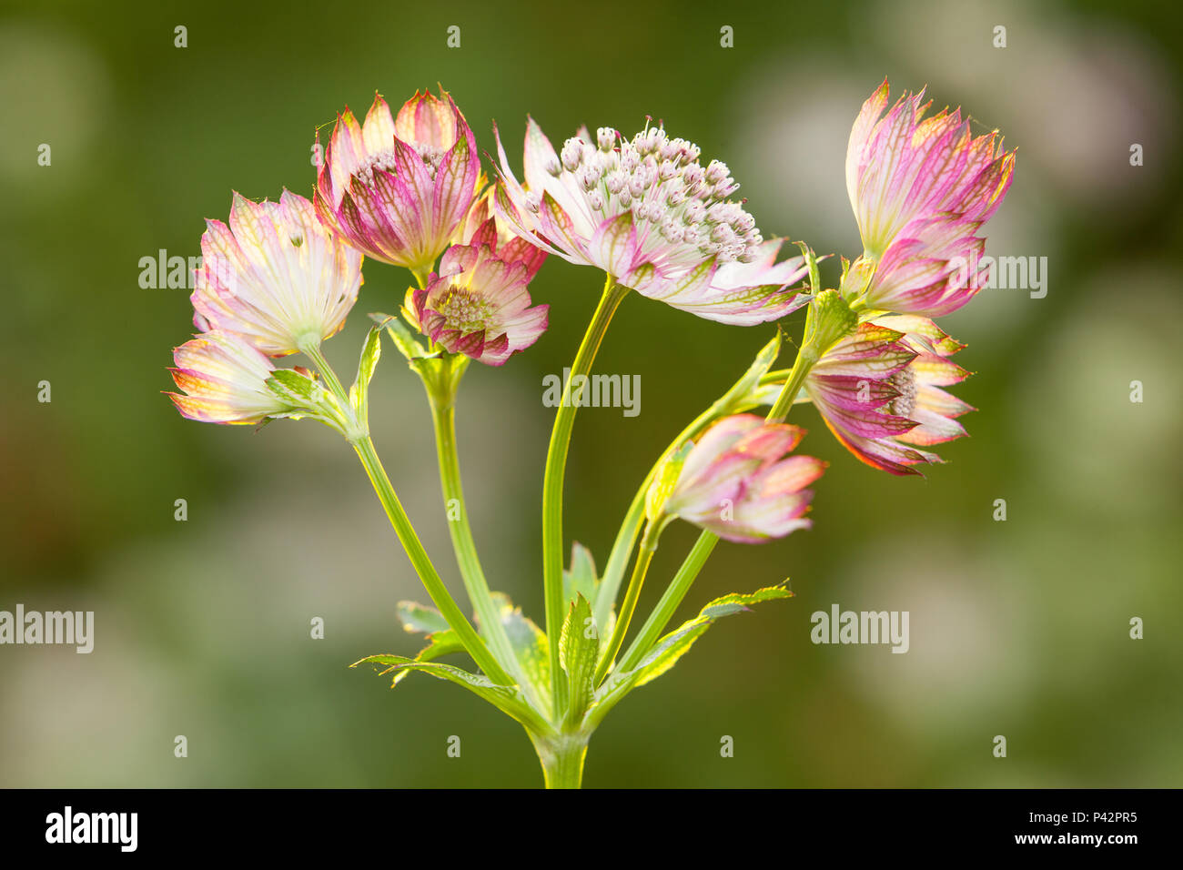 Harpswell, Lincolnshire. 19th Jun, 2018. UK Weather: Great Masterwort (Astrantia major) at Hall Farm Garden on a bright and calm June afternoon in early Summer. Harpswell, Lincolnshire, UK. 19th June 2018. Credit: LEE BEEL/Alamy Live News Stock Photo