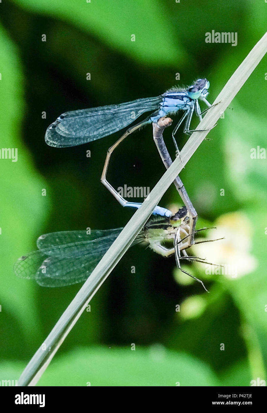 Linum, Deutschland. 16th June, 2018. 16.06.2018, Linum, Brandenburg: A dragonfly Common damson on a fishpond in the bog landscape of the Upper Rhinluch. The fish ponds were created by the goalfinechen, with whom the Linumer earned their livelihood in earlier years. Up to 20 stork pairs nest in Linum every year. Credit: Jens Kalaene/dpa central image/dpa | usage worldwide/dpa/Alamy Live News Stock Photo