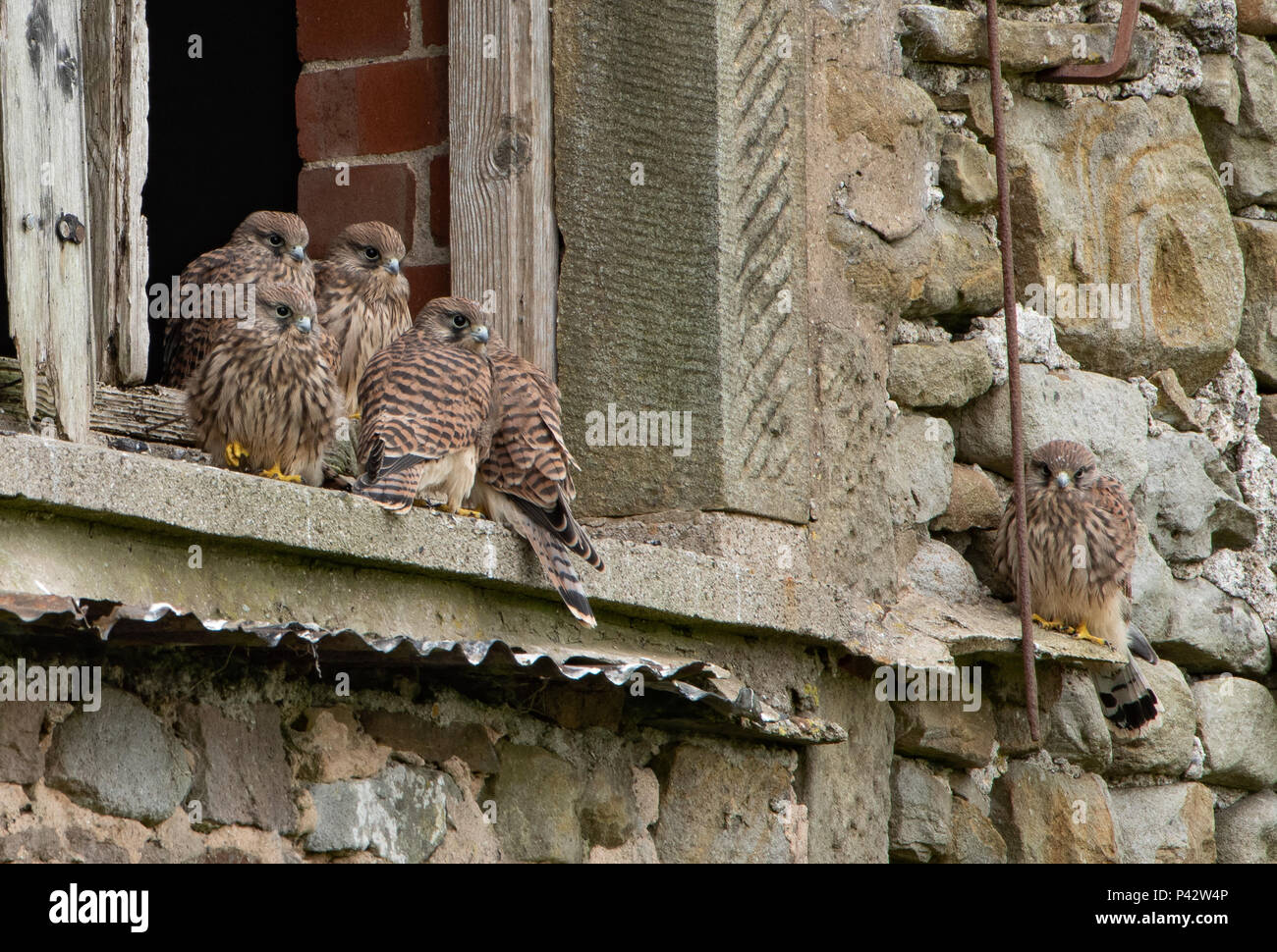 Preston, UK. 20 June 2018. A family of young Kestrels at home in an old barn, Chipping, Preston, Lancashire. Credit: John Eveson/Alamy Live News Stock Photo