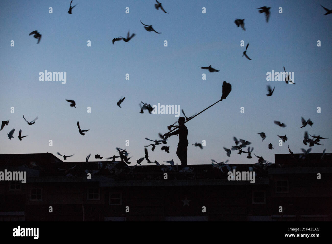 Thamesmead, London, UK. 20th June, 2018. 1500 LED lit pigeons take to the  dusk sky for artist Duke Riley's Fly By Night, the opening event of LIFT  '18 Greenwich + Docklands International