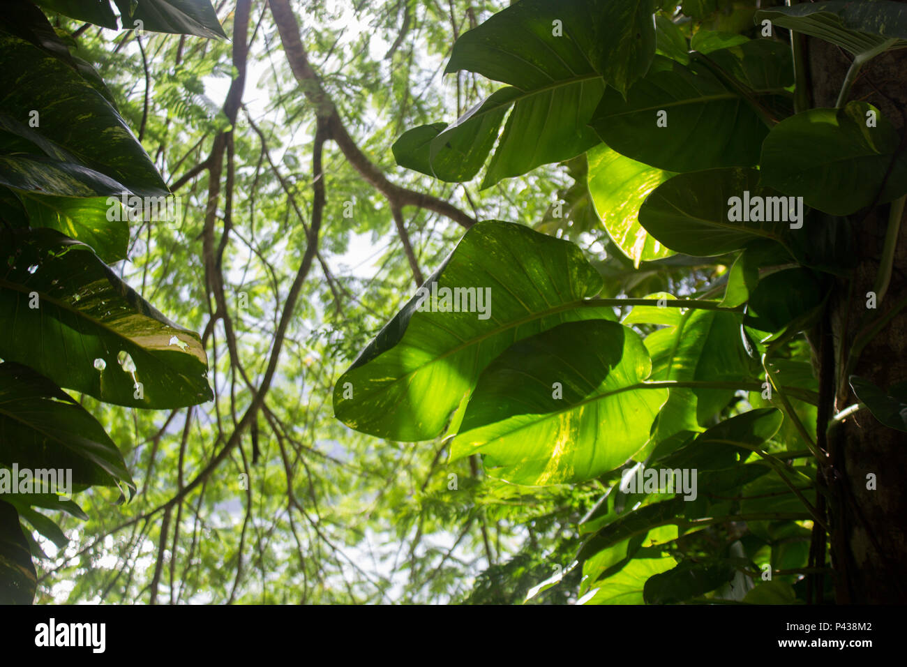 Folha verde de arvore iluminada pelo sol no meio do mato em Ubatuba, SP, Brasil. Stock Photo