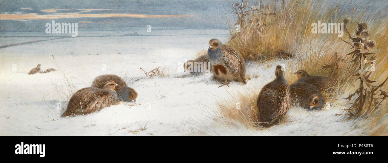 Covey of partridge hi-res stock photography and images - Alamy