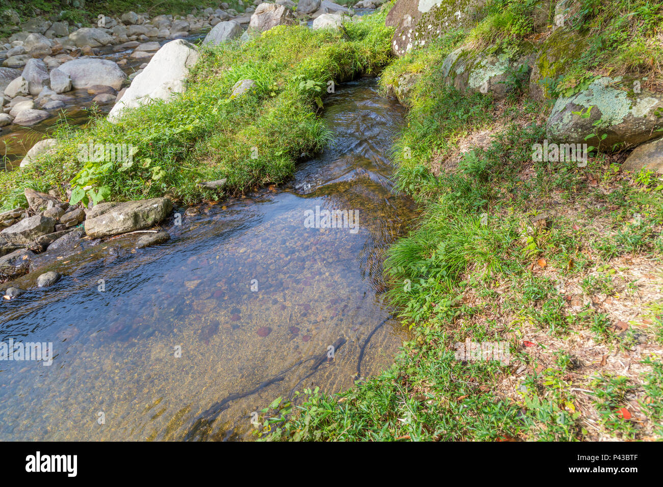 river in the Japanese forest Stock Photo - Alamy