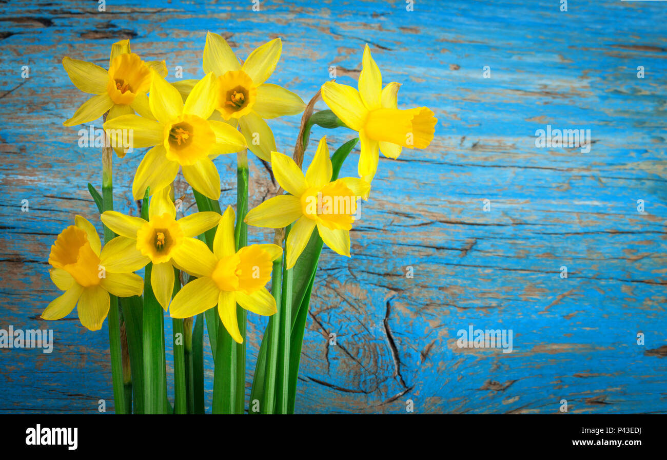 Blue wooden background with Yellow flowers daffodils Stock Photo